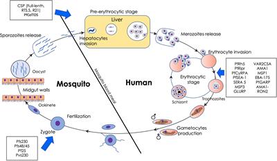 Malaria vaccine approaches leveraging technologies optimized in the COVID-19 era